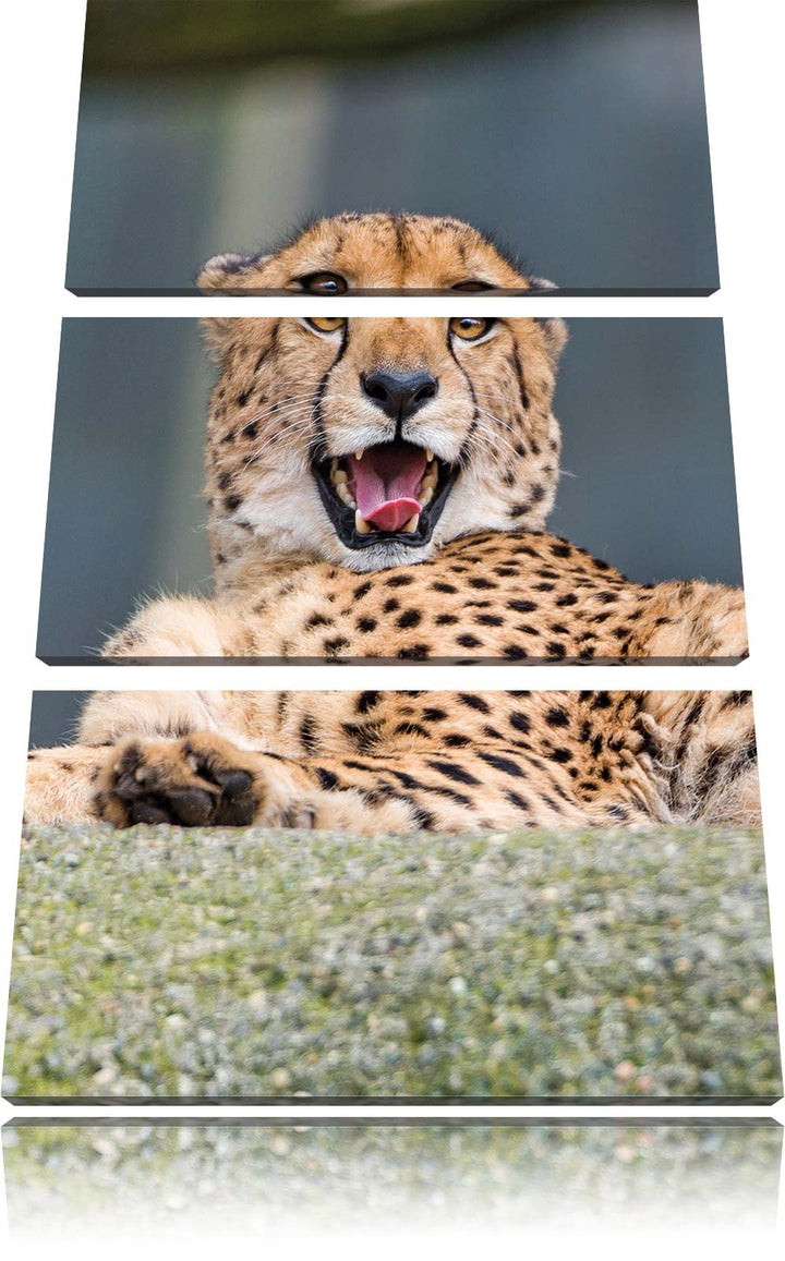 Pixxprint gähnender Gepard als Leinwandbild/Grösse: 3 Teilig (120x80) cm/Wandbild/Kunstdruck/fertig