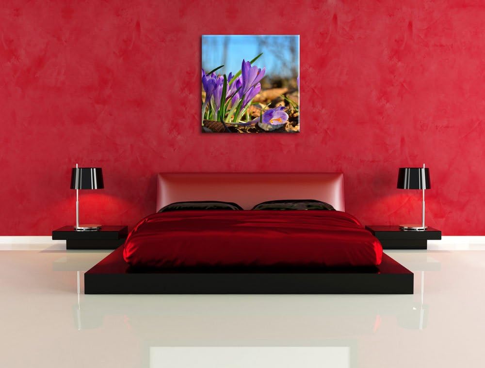 Exotische lila Krokusse, Format: 70x70 auf Leinwand, XXL riesige Bilder fertig gerahmt mit Keilrahme