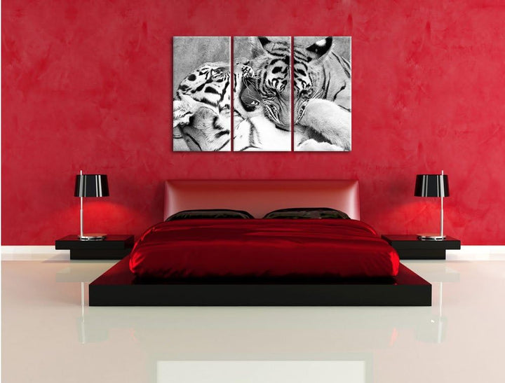 Pixxprint Tiger beim Kämpfen als Leinwandbild/Grösse: 3 Teilig (120x80 cm) cm/Wandbild/Kunstdruck/fe