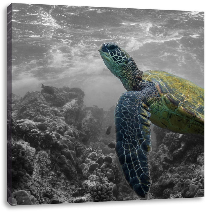 Pixxprint Schildkröte und Korallen im Ozean / 70x70cm Leinwandbild bespannt auf Holzrahmen/Wandbild