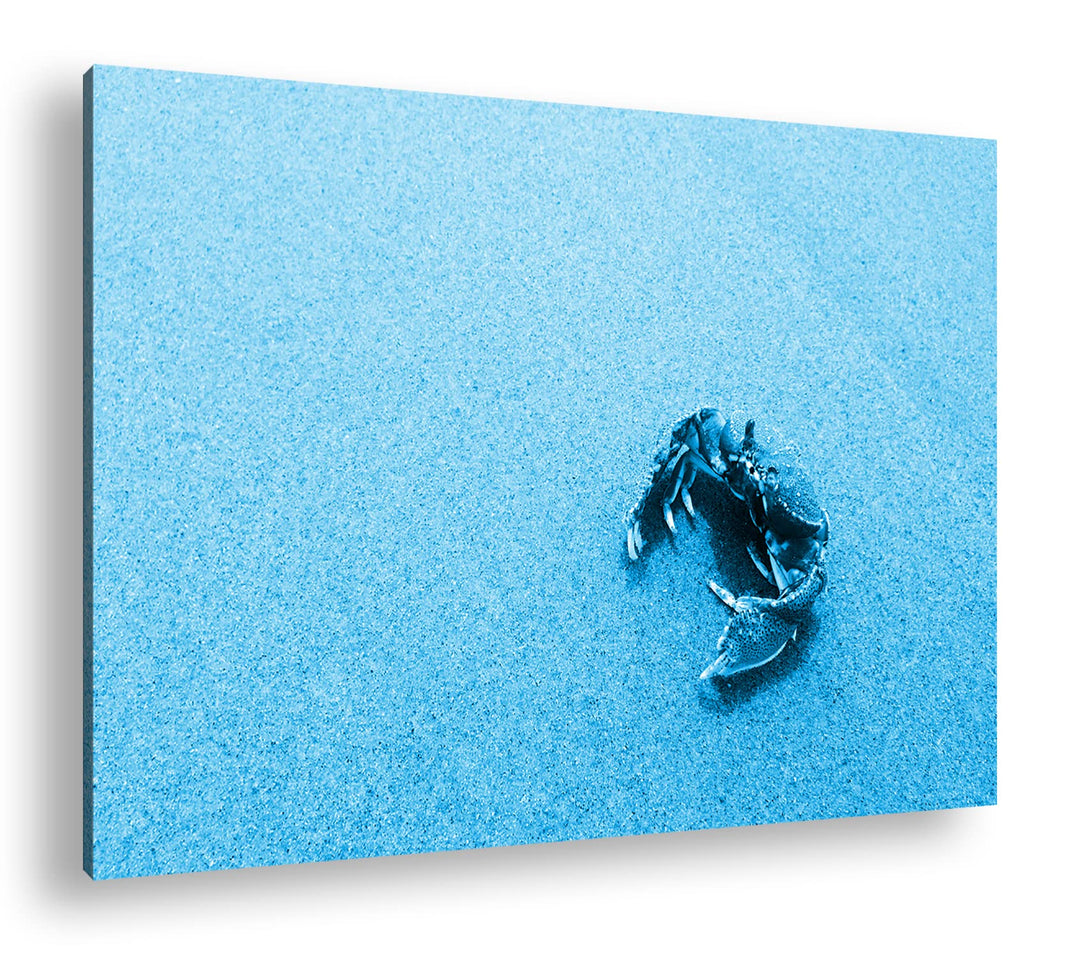 deyoli rote Krabbe im Sand Format 80x60 Effekt: Monocrome Blau als Leinwandbild, Motiv fertig gerahm