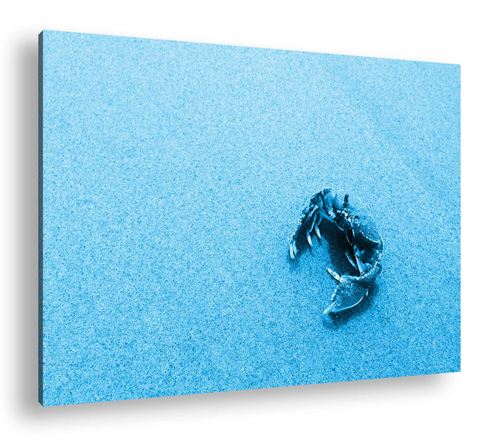deyoli rote Krabbe im Sand Format 80x60 Effekt: Monocrome Blau als Leinwandbild, Motiv fertig gerahm