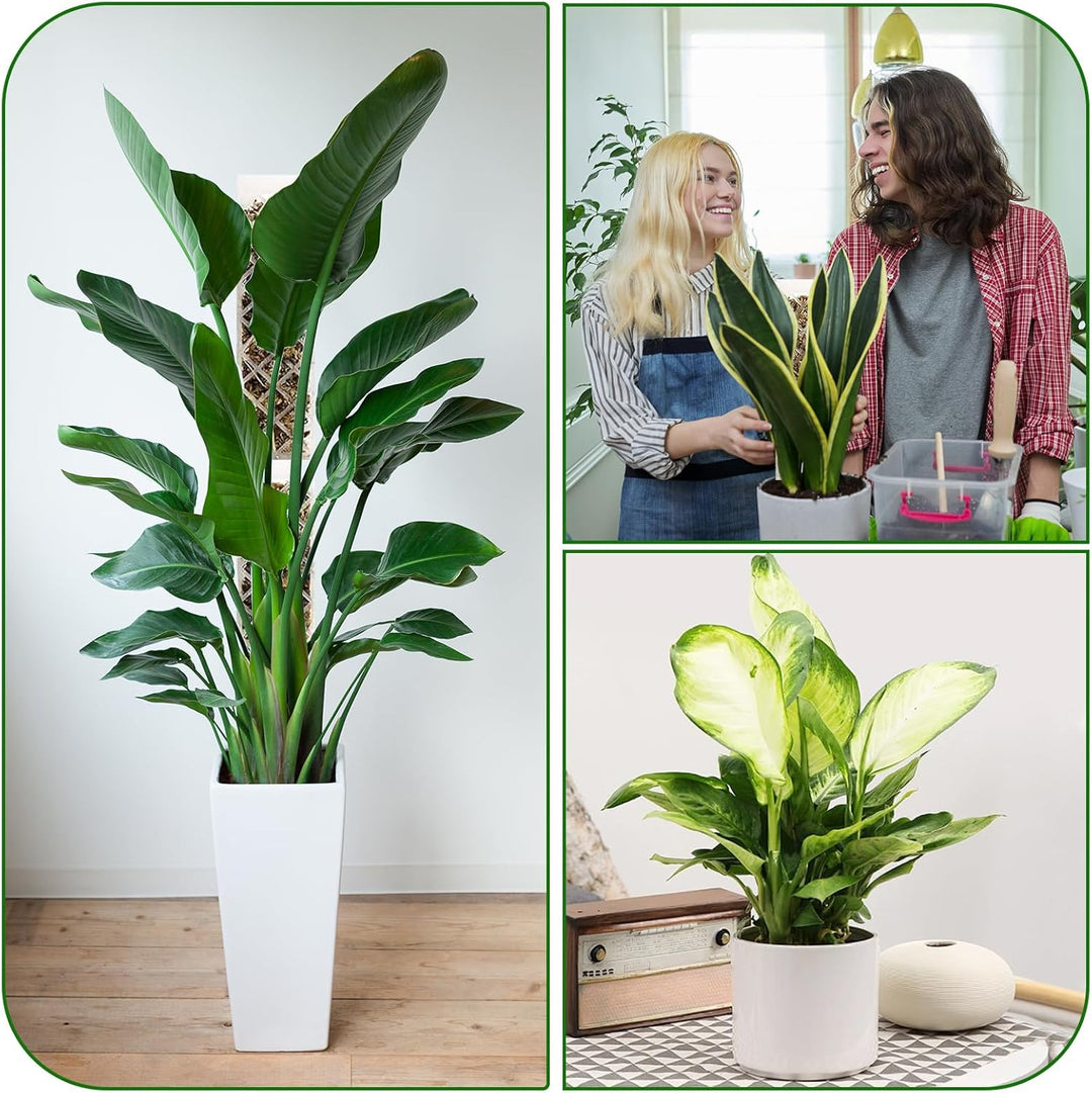 Moosstab für Monstera Rankhilfe Zimmerpflanzen Rankhilfe Monstera Pflanzstab Rankstäbe Plastik Mit P