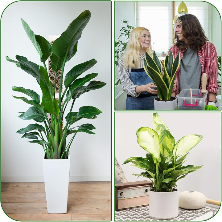 Moosstab für Monstera Rankhilfe Zimmerpflanzen Rankhilfe Monstera Pflanzstab Rankstäbe Plastik Mit P