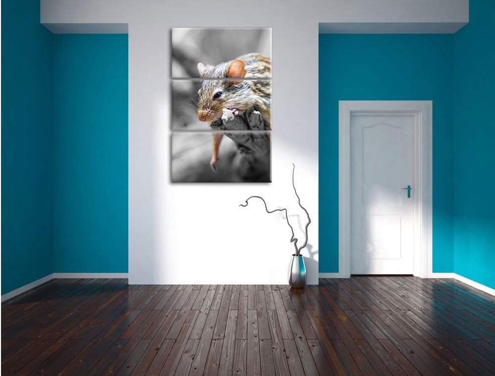 Pixxprint ruhende Feldmaus schwarz/weiss 3-Teiler Leinwandbild 120x80 Bild auf Leinwand