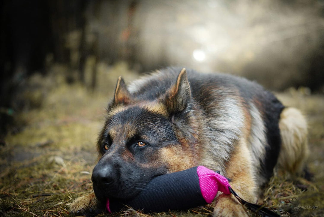 Dingo Gear Trainings-Spielzeug Nylcott French Material Training Spiel Apport IGP Obedience Apporte S