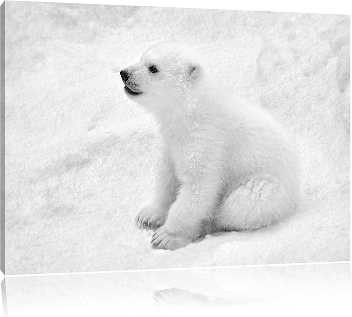 Pixxprint Eisbär Baby als Leinwandbild/Grösse: 100x70 cm/Wandbild/Kunstdruck/fertig bespannt, 100x70
