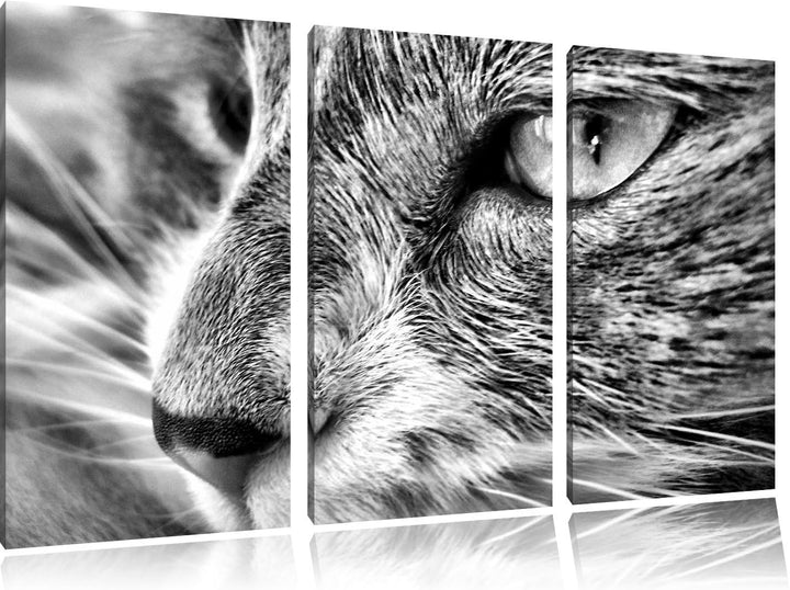 Pixxprint Katze mit blauen Augen als Leinwandbild/Grösse: 3 Teilig (120x80) cm/Wandbild/Kunstdruck/f