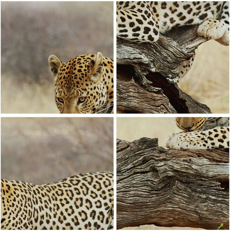 Bilder auf Leinwand Afrika Leopard Katze Safari Leinwandbild 70x50cm Wandbilder Dekoration Wohnzimme