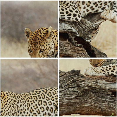 Bilder auf Leinwand 100x70cm Leinwandbild Afrika Leopard Katze Safari Gross Wanddeko Bild Schlafzimm