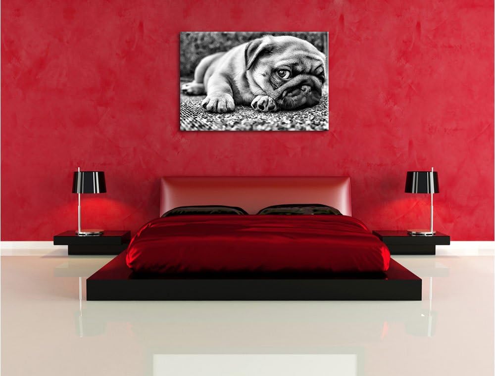 Pixxprint Süsser Mops auf Teppich als Leinwandbild/Grösse: 100x70 / Wandbild/Kunstdruck/fertig bespa