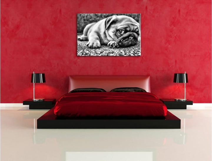 Pixxprint Süsser Mops auf Teppich als Leinwandbild/Grösse: 100x70 / Wandbild/Kunstdruck/fertig bespa