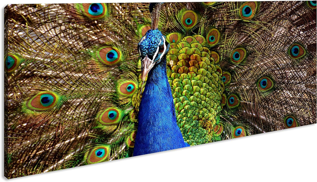 himmlisches Pfau Gefieder Panorama 80x40 cm als Leinwandbild, Motiv fertig gerahmt auf Echtholzrahme