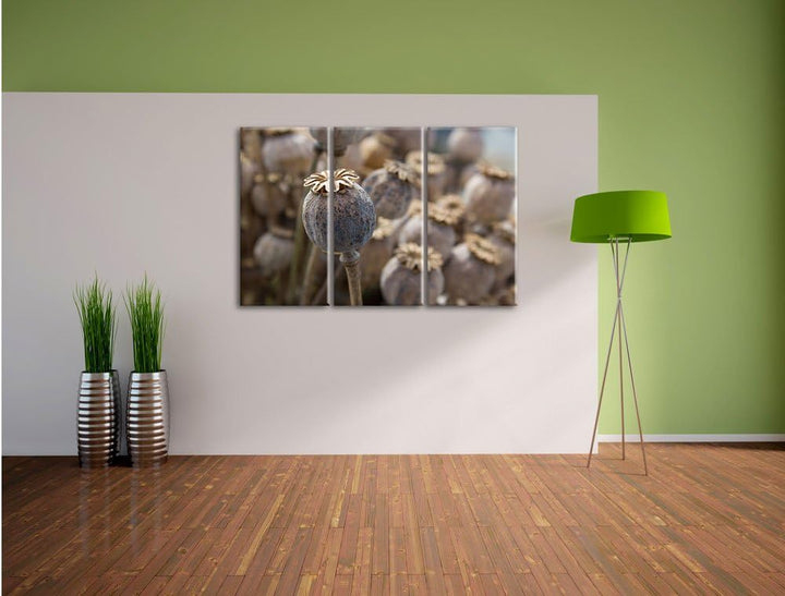 Pixxprint Mohnkapsel der Mohnblume / 3-Teilig/Gesamtmass 120cm Leinwandbild bespannt auf Holzrahmen/