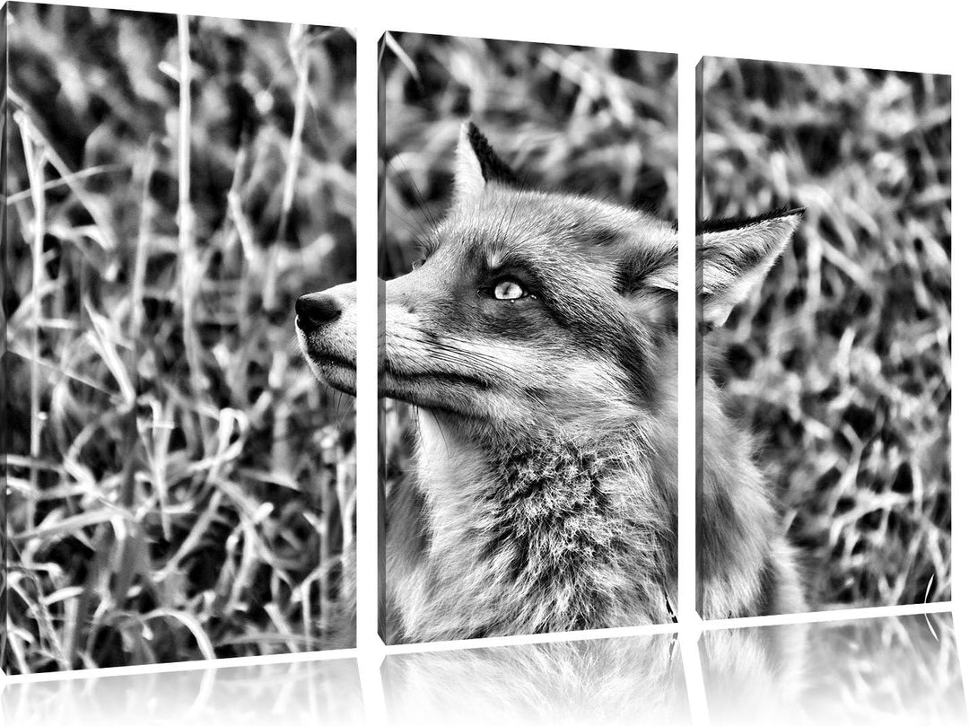 Pixxprint prächtige Waldohreule als Leinwandbild/Grösse: 3 Teilig (120x80) cm/Wandbild/Kunstdruck/fe