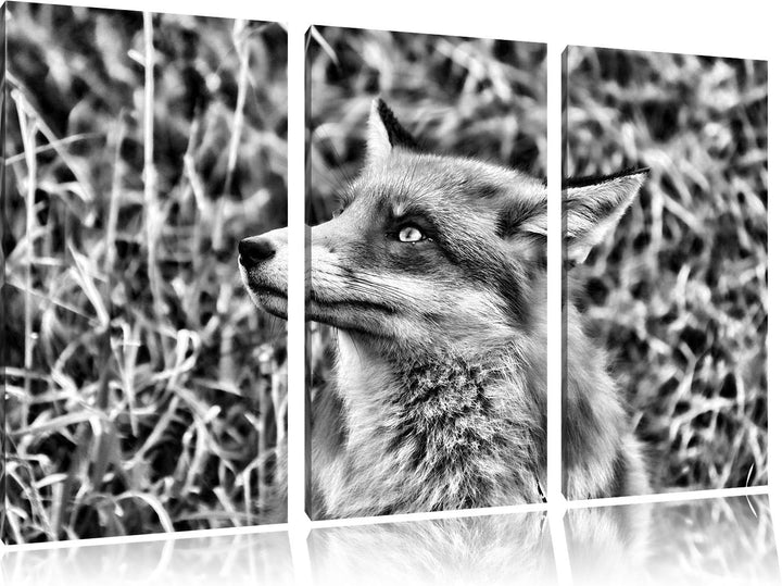 Pixxprint prächtige Waldohreule als Leinwandbild/Grösse: 3 Teilig (120x80) cm/Wandbild/Kunstdruck/fe