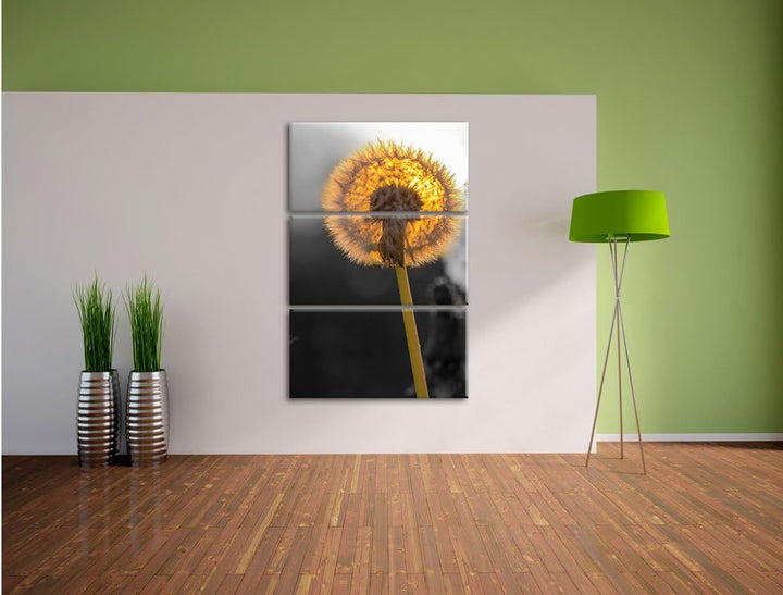 Pixxprint schöne Pusteblumen beim Sonnenuntergang schwarz/weiss 3-Teiler Leinwandbild 120x80 Bild au