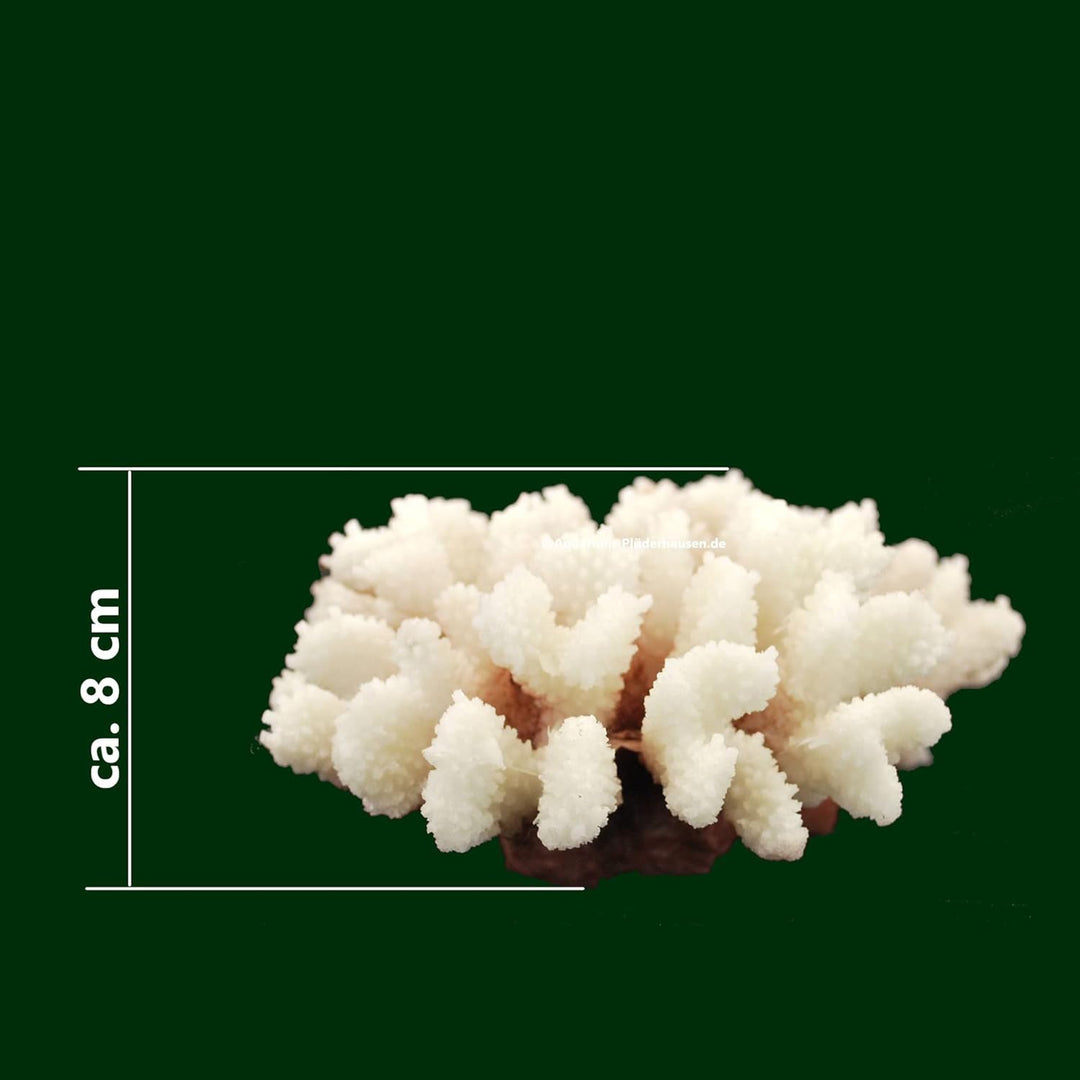 AQUARIUM PLÜDERHAUSEN Steinkoralle, 21x15x8 cm, SPS, Meerwasseraquarium Korallen, Acropora Nachbildu
