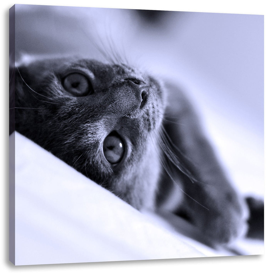 Pixxprint Niedliche Katze liegt im Bett als Leinwandbild Quadratisch/Grösse: 70x70 / Wandbild/Kunstd