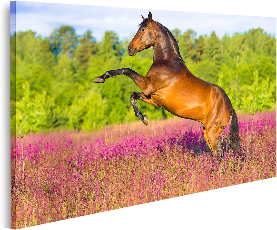 islandburner Bild auf Leinwand Braunes Pferd In Blumenfeld Bilder Wandbilder Poster Leinwand 80x40cm