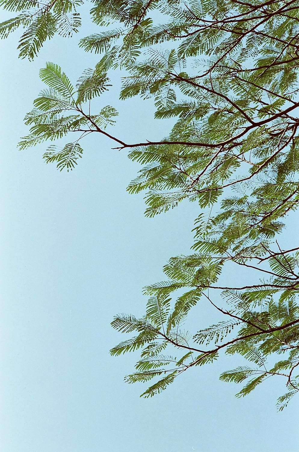 RETO Amber D400 35-mm-Farbnegativ-Kinofilm, 27 Belichtungen, ISO400, 135, filmisch, Kinostil, C41-Pr