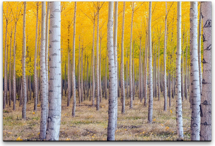 bestforhome 90x60cm Leinwandbild Birkenwald im Herbst mit gelben Blättern Leinwand auf Holzrahmen 60