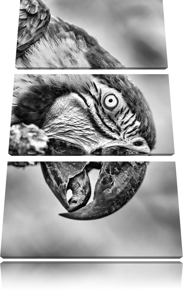 Pixxprint schöner Gelbbrustara als Leinwandbild/Grösse: 3 Teilig (120x80) cm/Wandbild/Kunstdruck/fer