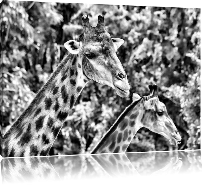 Monocrome, Giraffen, Format: 100x70 auf Leinwand, XXL riesige Bilder fertig gerahmt mit Keilrahmen,