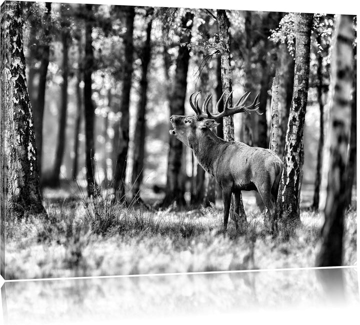 Monocrome, Hirsch im Wald, Format: 100x70 auf Leinwand, XXL riesige Bilder fertig gerahmt mit Keilra