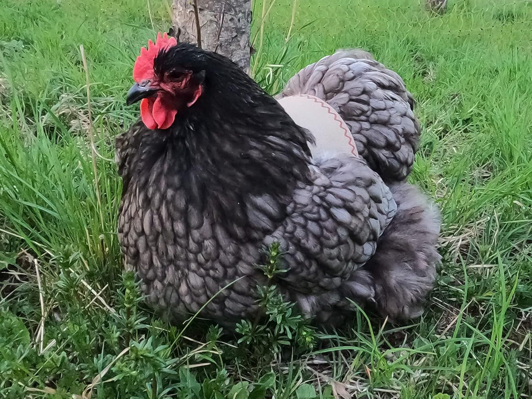 Hühnersattel, Hühnerweste, Federschutz, Geflügel Rückenschutz, Echtleder Handgemacht (1, Cremefarben