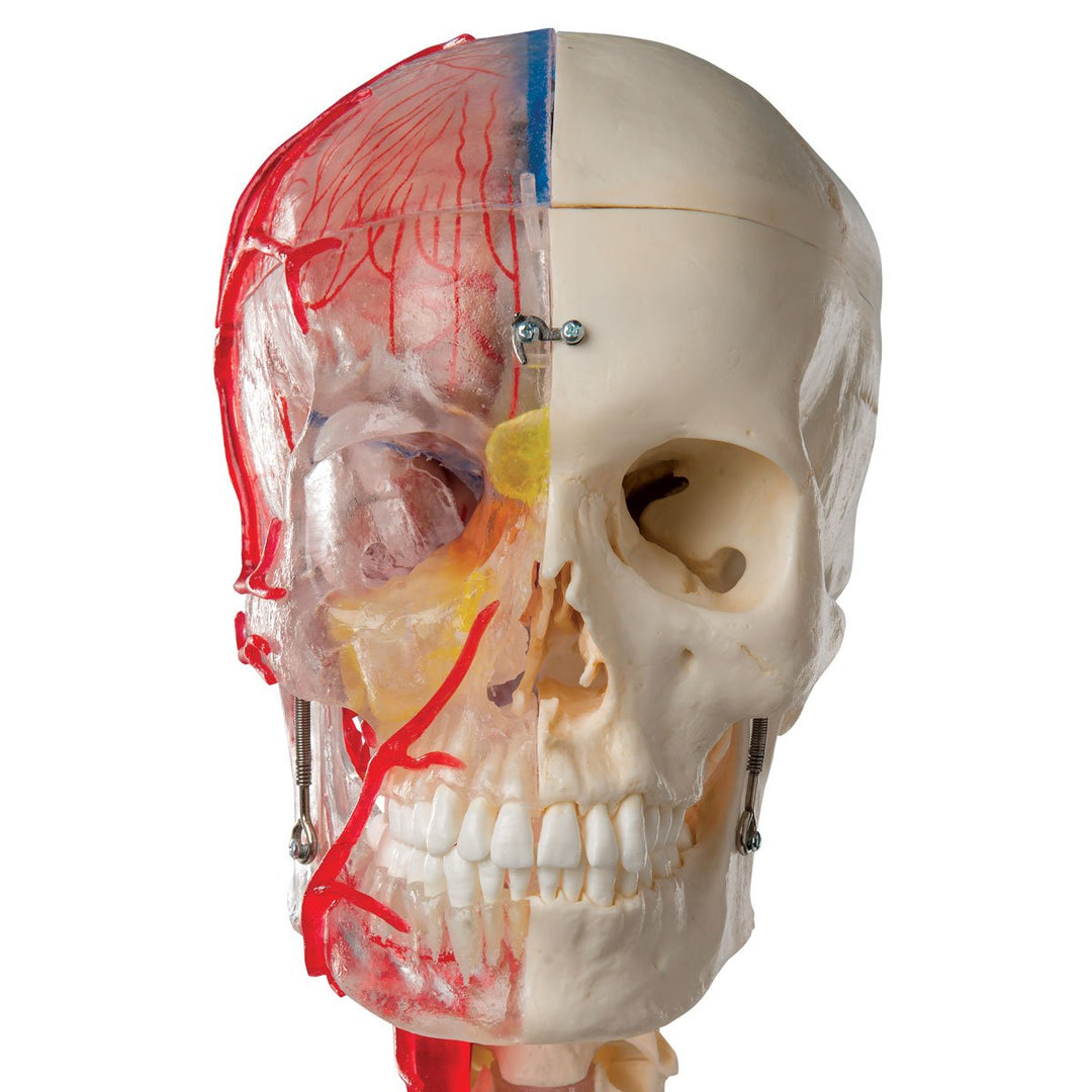 3B Scientific Menschliche Anatomie - Systemschädelmodell, 7-tlg.