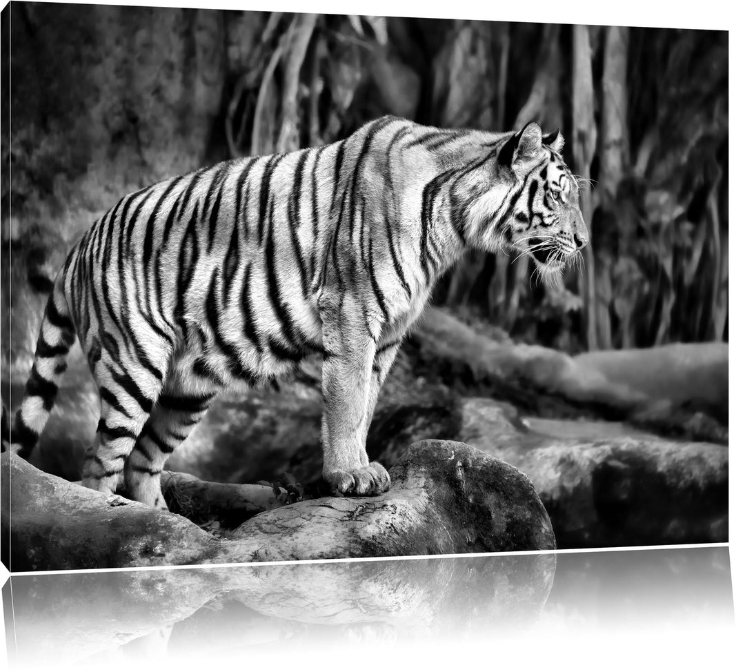 Monocrome, Tiger, Format: 100x70 auf Leinwand, XXL riesige Bilder fertig gerahmt mit Keilrahmen, Kun