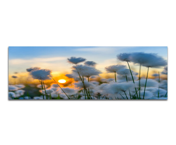 Paul Sinus Art Panoramabild auf Leinwand und Keilrahmen 150x50cm Baumwollpflanze Feld Sonnenuntergan