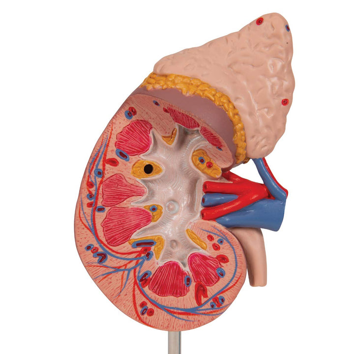 3B Scientific Menschliche Anatomie - Nierenmodell mit Nebenniere + kostenlose Anatomie App - 3B Smar