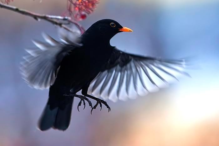 Nistkasten P Typ Amsel MKW - Stabiler nisthaus für Wildvögel und Gartenvögel - Nisthaus aus massivem