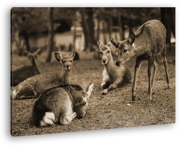 deyoli süsse Rehe im Wildgehege Format: 80x60 Effekt: Sepia als Leinwand, Motiv fertig gerahmt auf E