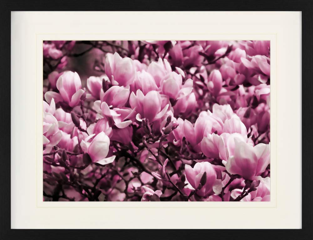 1art1 Blumen Poster Blühende Magnolien Gerahmtes Bild Mit Edlem Passepartout | Wand-Bilder | Im Bild