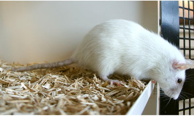 Kleintier-Einstreu Häckselgut Häcksel aus Miscanthus/Elefantengras für Hasen Kaninchen Maus Vogel Me