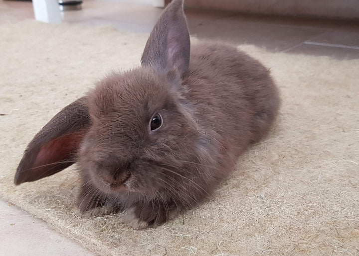 Nager-Teppich aus 100 % Hanf, 150 x 80 cm ca. ca. 10 mm, dick 3er Pack (EUR 14,98/Stück), Nagermatte