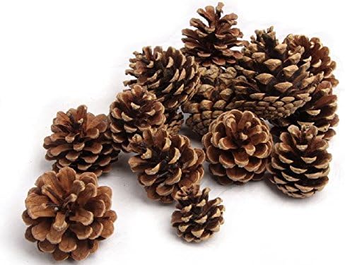 NaDeco 10 kg Schwarzkiefer Zapfen ca. 5-6cm Tannenzapfen Kiefernzapfen Pinus nigra Schwarzkiefern Za