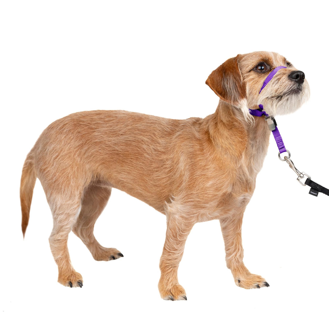 PetSafe Sanfter Führer Halsband mit Trainings-DVD deep purple Small Up to 25 Lb., deep purple Small