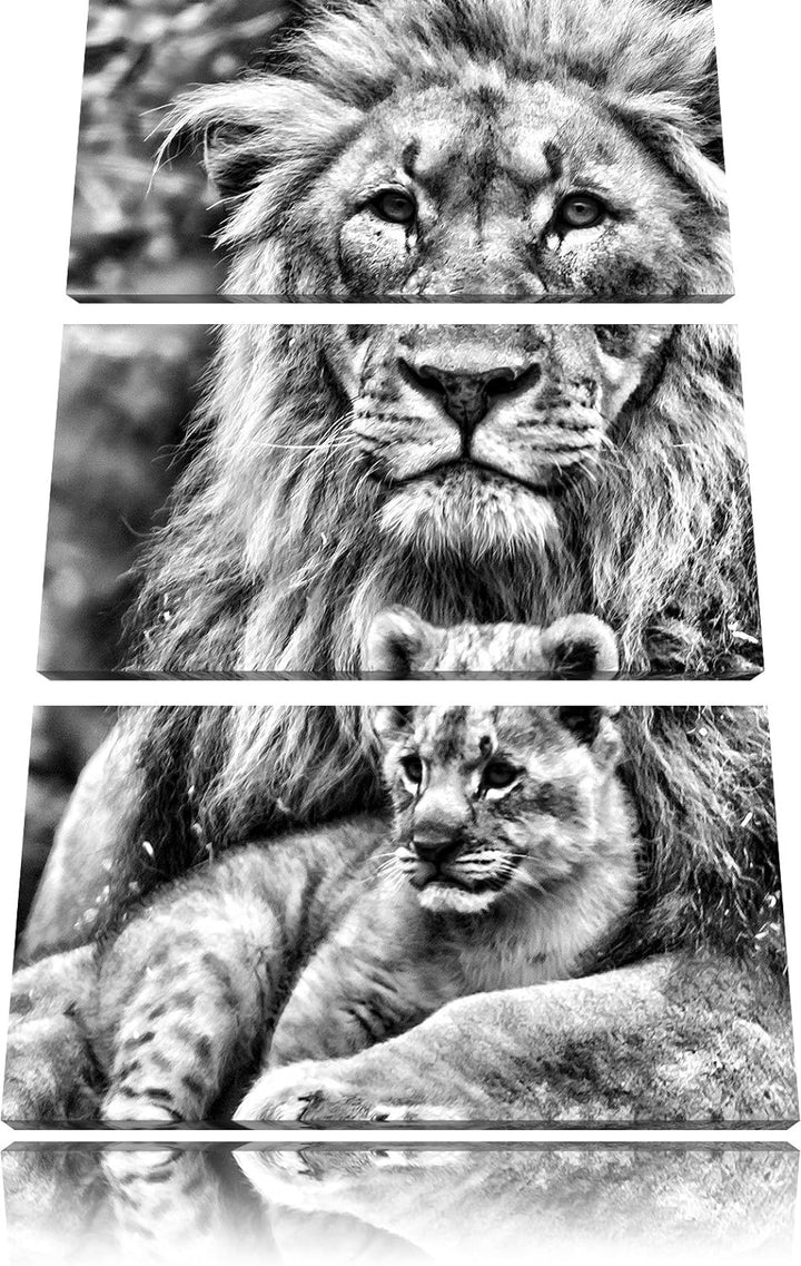 Pixxprint Löwe kuschelt mit Jungtier als Leinwandbild/Grösse: 3 Teilig (120x80) cm/Wandbild/Kunstdru