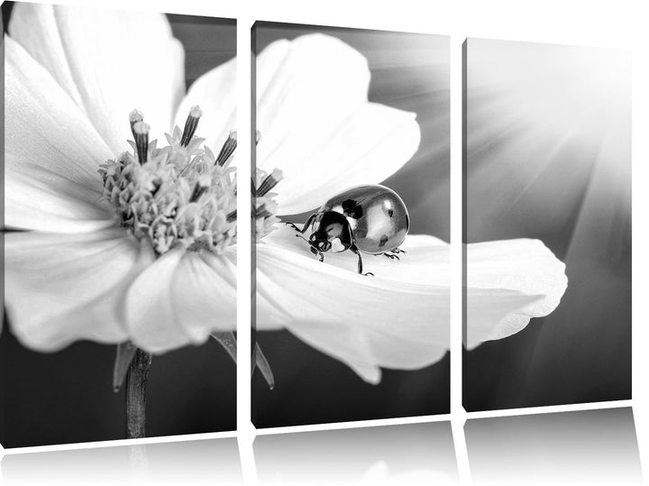 Pixxprint Marienkäfer auf Einer Blume / 3-Teilig/Gesamtmass 120cm Leinwandbild bespannt auf Holzrahm