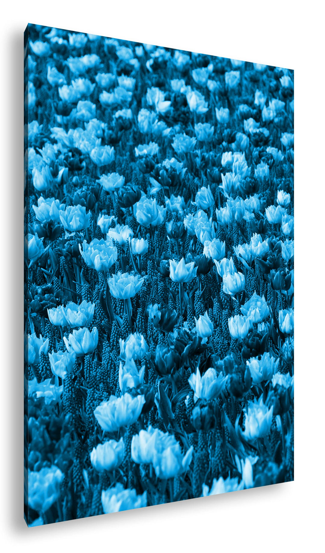 deyoli buntes Blumenfeld Format 80x60 Effekt: Monocrome Blau als Leinwandbild, Motiv fertig gerahmt