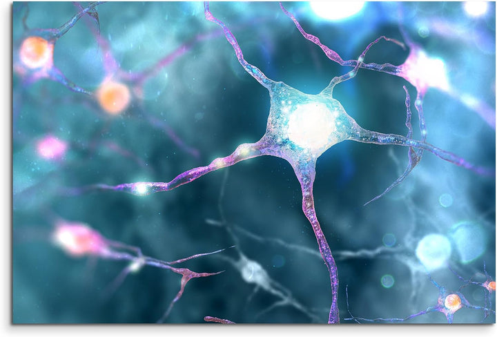 Paul Sinus Art XXL Fotoleinwand 120x80cm Neuronales Netzwerk Nerven auf Leinwand Exklusives Wandbild