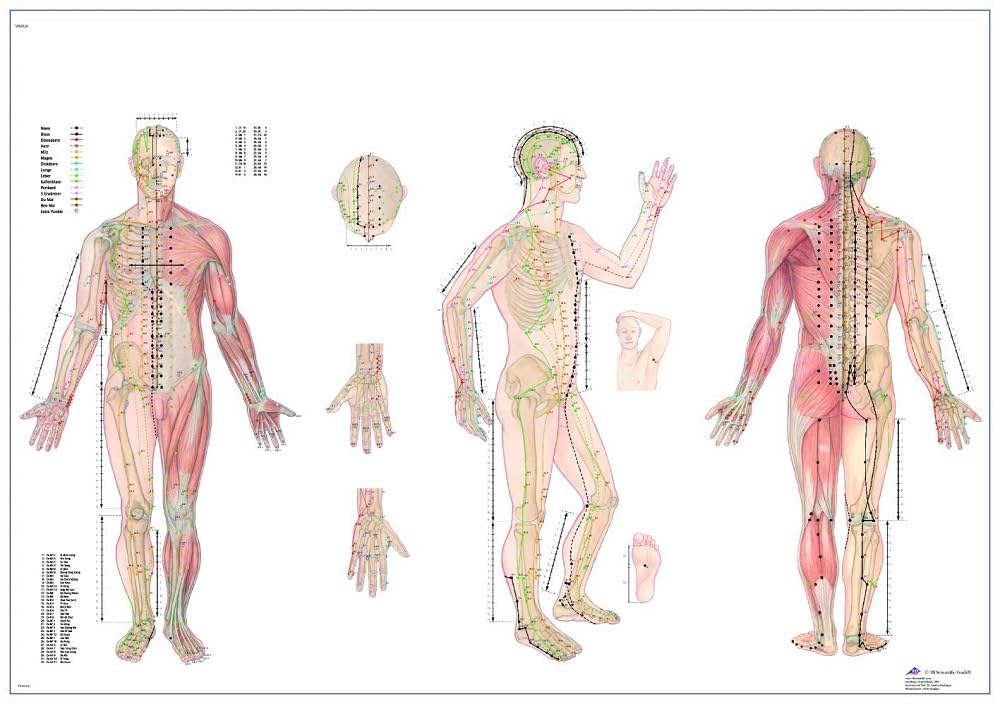 3B Scientific VR1820L Human Anatomy Akupunkturtafel, 98 x 68 cm, laminiert (Englische Version) Lamin