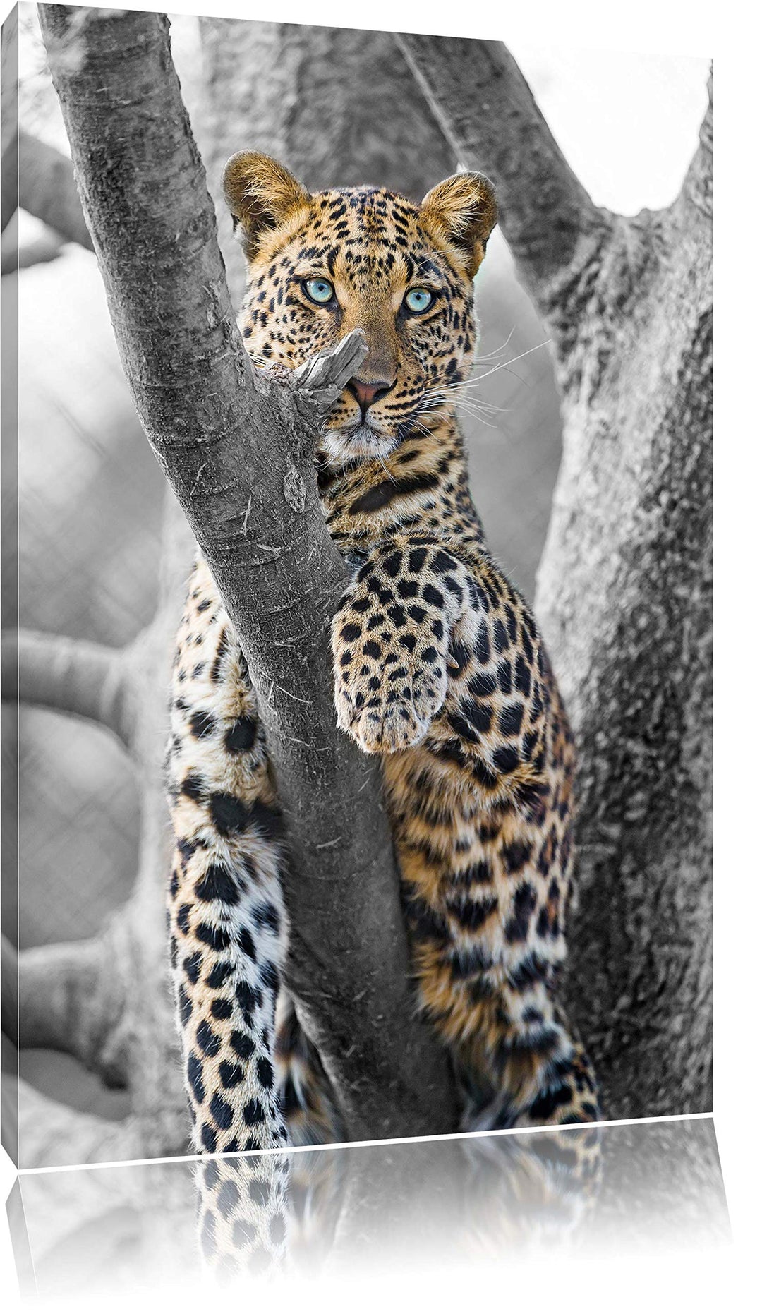 maiestätischer Leopard auf Baum schwarz/weiss auf Leinwand, XXL riesige Bilder fertig gerahmt mit Ke