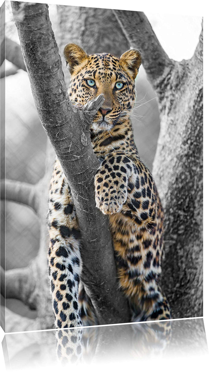 maiestätischer Leopard auf Baum schwarz/weiss auf Leinwand, XXL riesige Bilder fertig gerahmt mit Ke