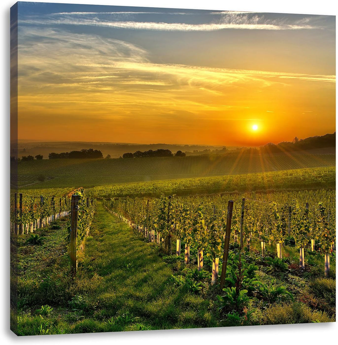 Pixxprint Weinberg in Bergerac Frankreich, Format: 70x70 auf Leinwand, 70x70