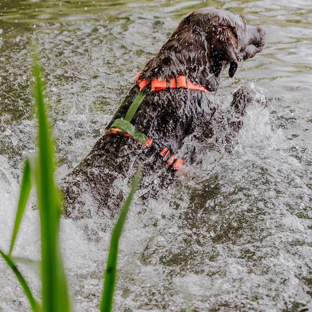Hundegeschirr Handmade, 5-Fach verstellbar & wasserfest, Made in Germany, kleine bis sehr grosse Hun